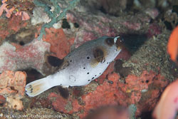 BD-110316-Puerto-Galera-3719-Arothron-nigropunctatus-(Bloch---Schneider.-1801)-[Blackspotted-puffer].jpg